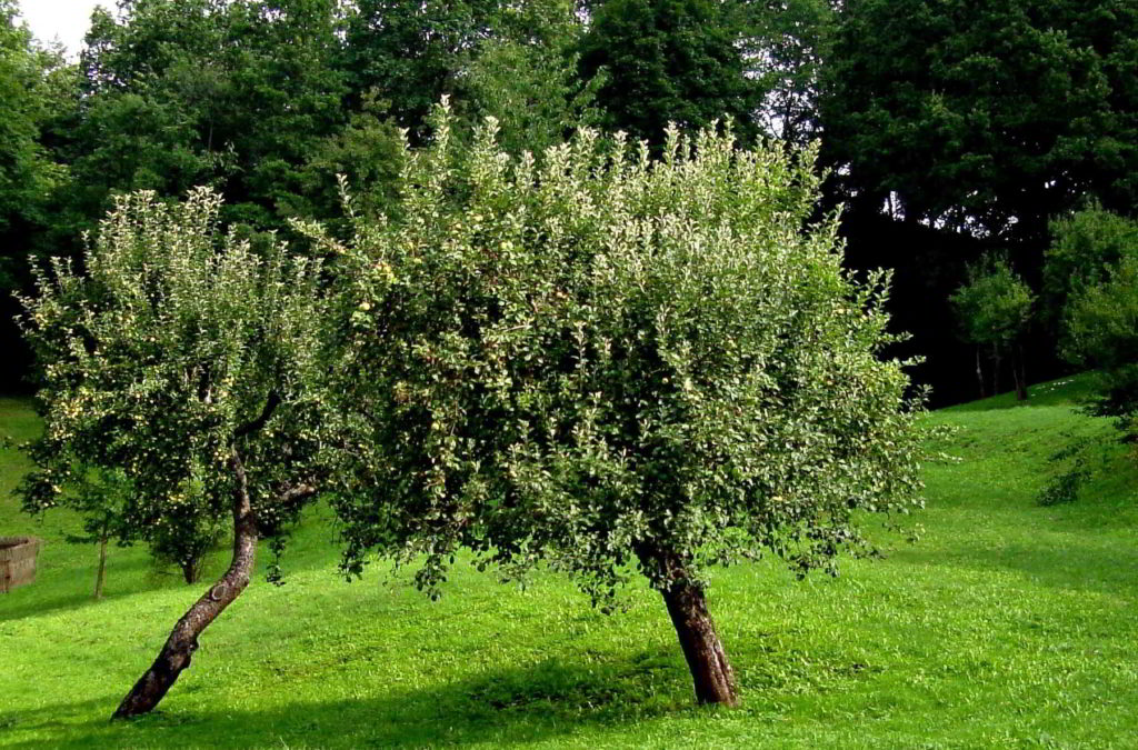 Ratgeber Obstbaum pflanzen Anleitung für Gartenfreunde