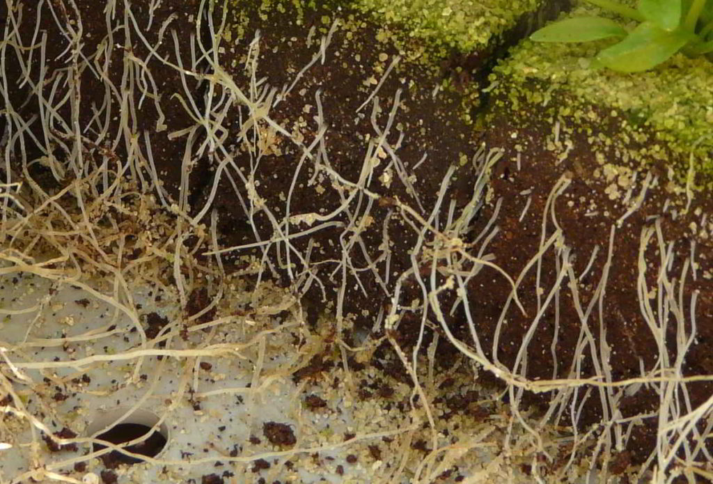 Grundstücksgrenze Baum Abstand